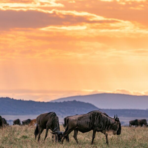 Best Travel Tips for Tanzania in 2025