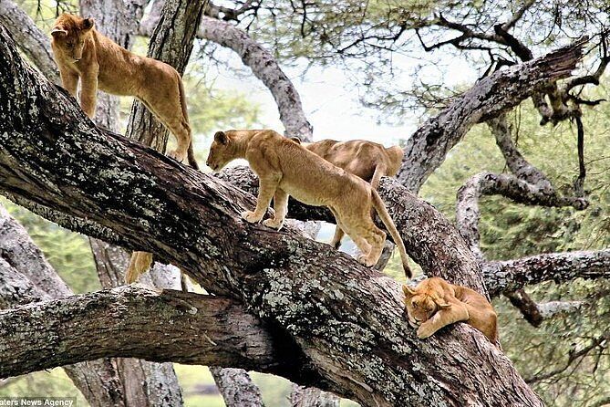 Lake Manyara National Park Day Trip