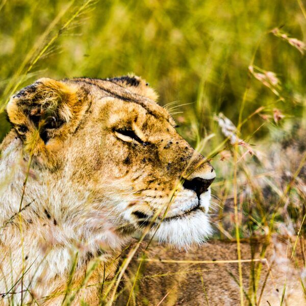 The Best Time for a Tanzania Safari