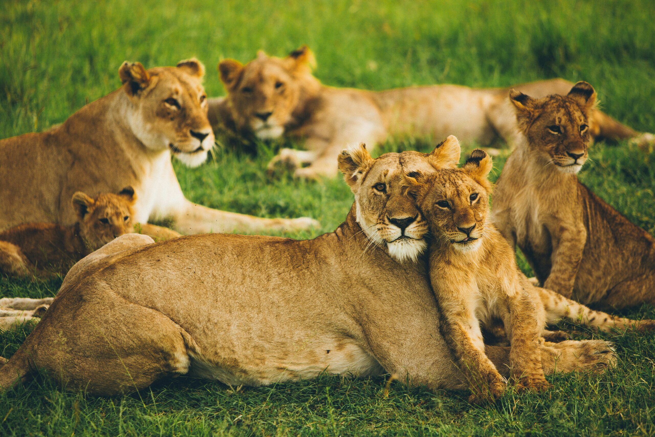 Safari