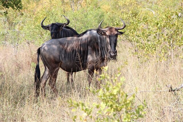 1-Day Tarangire Safari
