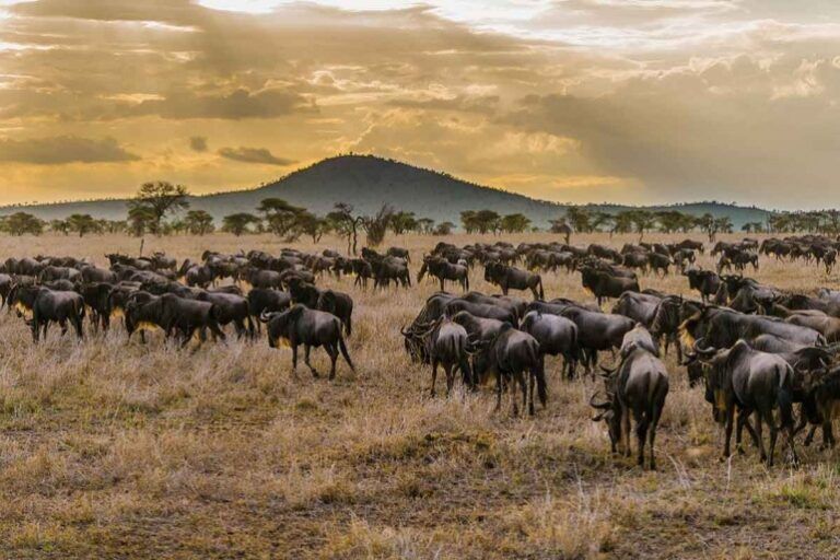 7-Day Great Wildebeest Migration Safari
