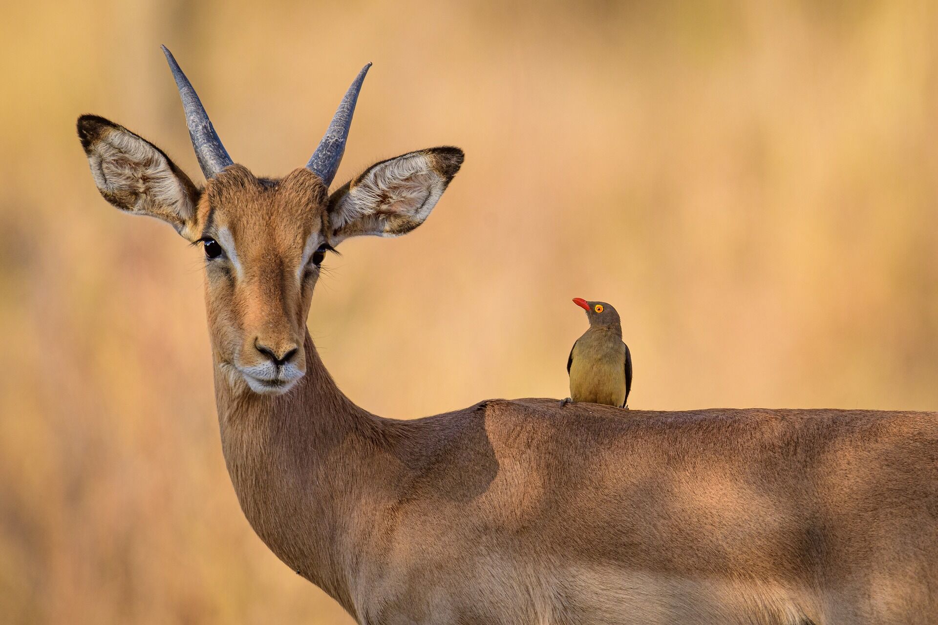 6-Day Northern Tanzania Safari – Lake Manyara, Serengeti & Ngorongoro Crater